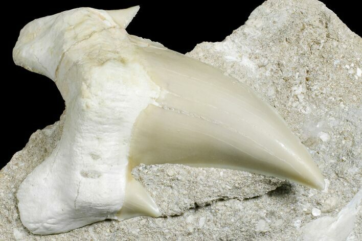 Eocene Otodus Shark Tooth Fossil in Rock - Huge Tooth! #171294